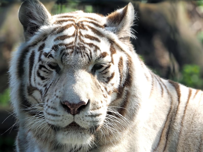 Bengal Tiger